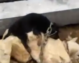 Part2.Animals Rescue #dogrescue #rescuedog #dogsofttiktok #foryoupage #foryou #dogs