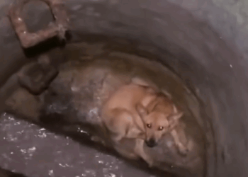 Guy Spends Days Comforting The Terrified Dog He Rescued_part2