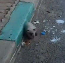 parte 26 rescue of a small kitten abandoned in the middle of the street with eye problems❤️ #heroes #rescue_part2