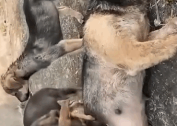 Part2.Animals Rescue #dogrescue #rescuedog #dogsofttiktok #foryoupage #foryou #dogs