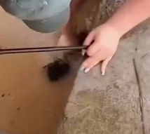 Part2.Animals Rescue #dogrescue #rescuedog #dogsofttiktok #foryoupage #foryou #dogs