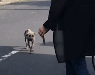 ‘Hyena-Looking Animal’ Has The Silkiest Coat Now_part2