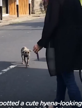 ‘Hyena-Looking Animal’ Has The Silkiest Coat Now_part2