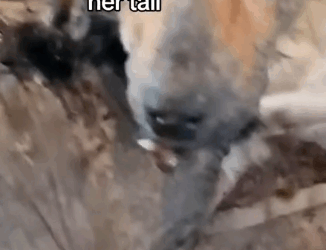 parte 27 rescued a dog in difficulty in the middle of the street with problems, picked him up and adopted him❤️_part2