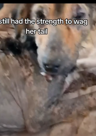 parte 27 rescued a dog in difficulty in the middle of the street with problems, picked him up and adopted him❤️_part2