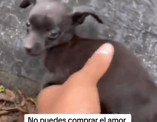 Part2.Animals Rescue #dogrescue #rescuedog #dogsofttiktok #foryoupage #foryou #dogs