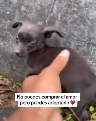 Part2.Animals Rescue #dogrescue #rescuedog #dogsofttiktok #foryoupage #foryou #dogs