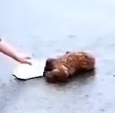 Part2.Animals Rescue #dogrescue #rescuedog #dogsofttiktok #foryoupage #foryou #dogs