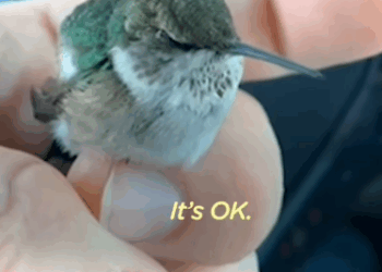 Man Finds Baby Hummingbird On The Side Of The Road_part2