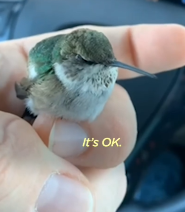 Man Finds Baby Hummingbird On The Side Of The Road_part2