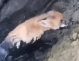 parte 28 rescue of a small fox trapped in a mud puddle with leg problems❤️ #heroes #rescue #fox #trapped_part2