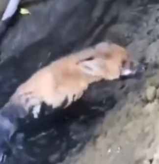 parte 28 rescue of a small fox trapped in a mud puddle with leg problems❤️ #heroes #rescue #fox #trapped_part2