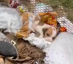 Part2.Animals Rescue #dogrescue #rescuedog #dogsofttiktok #foryoupage #foryou #dogs