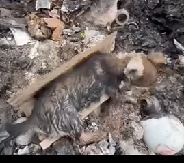 Part2.Animals Rescue #dogrescue #rescuedog #dogsofttiktok #foryoupage #foryou #dogs