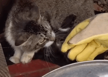 Mother Cat And Her Kittens Add A New Family Member_part2