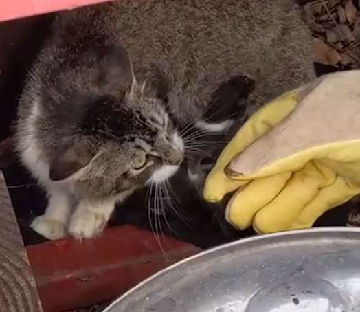 Mother Cat And Her Kittens Add A New Family Member_part2