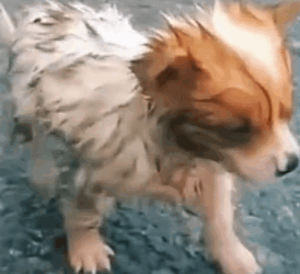 parte 29 while I’m with the car or seen a I stopped and rescued a small abandoned dog in the middle of the road_part2