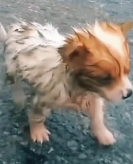 parte 29 while I’m with the car or seen a I stopped and rescued a small abandoned dog in the middle of the road_part2