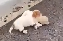 Part2.Animals Rescue #dogrescue #rescuedog #dogsofttiktok #foryoupage #foryou #dogs