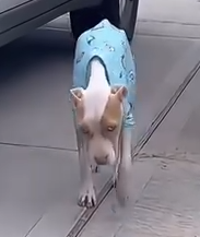 Part2.Animals Rescue #dogrescue #rescuedog #dogsofttiktok #foryoupage #foryou #dogs