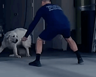 People Catch Stray Great Pyrenees Dog After Months Of Trying_part2