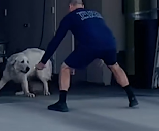 People Catch Stray Great Pyrenees Dog After Months Of Trying_part2