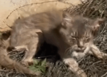 parte 30 rescue of an abandoned cat, he is injured in the countryside, I pick him up and take him to the vet,_part2