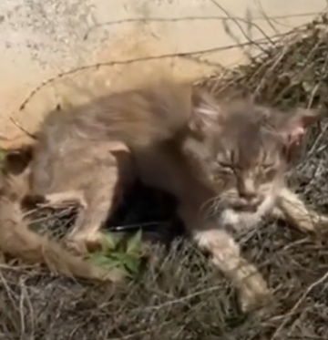 parte 30 rescue of an abandoned cat, he is injured in the countryside, I pick him up and take him to the vet,_part2