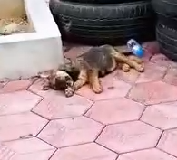 Part2.Animals Rescue #dogrescue #rescuedog #dogsofttiktok #foryoupage #foryou #dogs