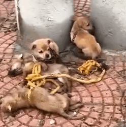 Part2.Animals Rescue #dogrescue #rescuedog #dogsofttiktok #foryoupage #foryou #dogs