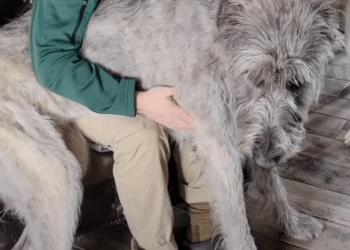 140-Pound Lap Dog Doesn’t Even Have To Jump To Reach Kitchen Counters_part2