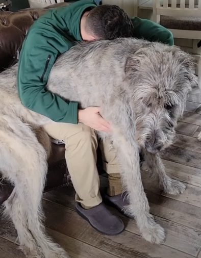 140-Pound Lap Dog Doesn’t Even Have To Jump To Reach Kitchen Counters_part2