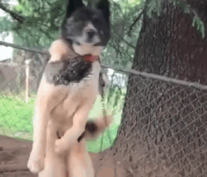 Woman Visits Chained Up Dog For An Entire Year_part2