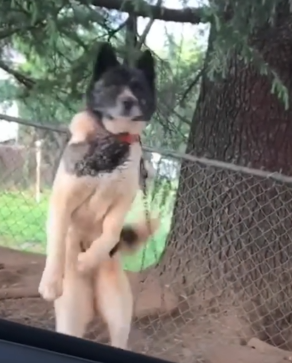 Woman Visits Chained Up Dog For An Entire Year_part2