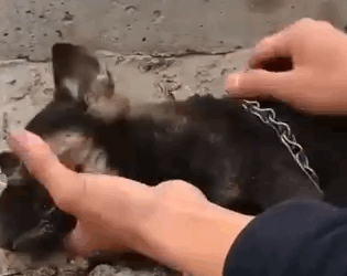 Part2.Animals Rescue #dogrescue #rescuedog #dogsofttiktok #foryoupage #foryou #dogs