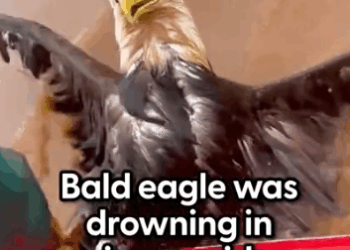 He held her tight until they got to shore 🥹 @Emmett Blois told us how this bald eagle was SO scared that her h_part2
