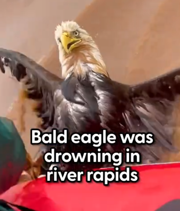 He held her tight until they got to shore 🥹 @Emmett Blois told us how this bald eagle was SO scared that her h_part2