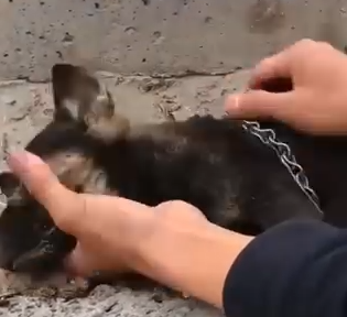 Part2.Animals Rescue #dogrescue #rescuedog #dogsofttiktok #foryoupage #foryou #dogs