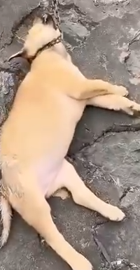 Part2.Animals Rescue #dogrescue #rescuedog #dogsofttiktok #foryoupage #foryou #dogs