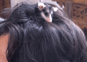 Possum Snuggles In Her Dad’s Hoodie_part2
