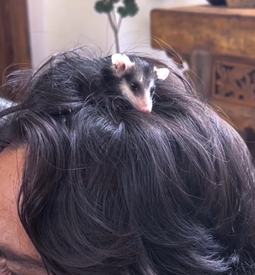 Possum Snuggles In Her Dad’s Hoodie_part2