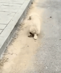 parte 34 rescue of an abandoned dog with leg problems in the middle of the street❤️ #heroes#rescue#dog_part2