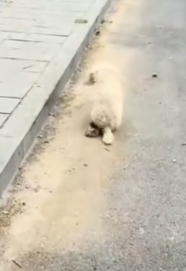 parte 34 rescue of an abandoned dog with leg problems in the middle of the street❤️ #heroes#rescue#dog_part2