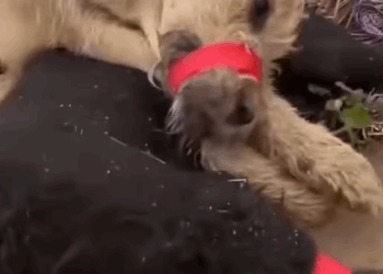 Part2.Animals Rescue #dogrescue #rescuedog #dogsofttiktok #foryoupage #foryou #dogs