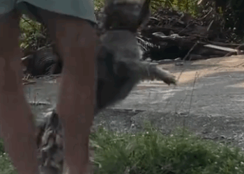 Wait to see how cuddly he is now 🥹 @Happy Doggo told us about how terrified Shaggy was when he got rescued,_part2