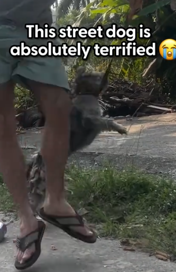 Wait to see how cuddly he is now 🥹 @Happy Doggo told us about how terrified Shaggy was when he got rescued,_part2