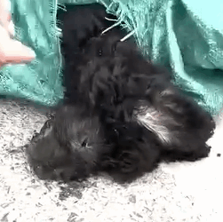 Part2.Animals Rescue #dogrescue #rescuedog #dogsofttiktok #foryoupage #foryou #dogs