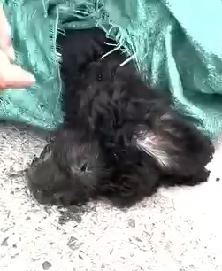 Part2.Animals Rescue #dogrescue #rescuedog #dogsofttiktok #foryoupage #foryou #dogs