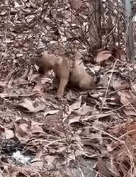 Part2.Animals Rescue #dogrescue #rescuedog #dogsofttiktok #foryoupage #foryou #dogs