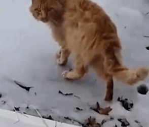 Proof That Saving An Animal’s Life Is Pure Magic_part2